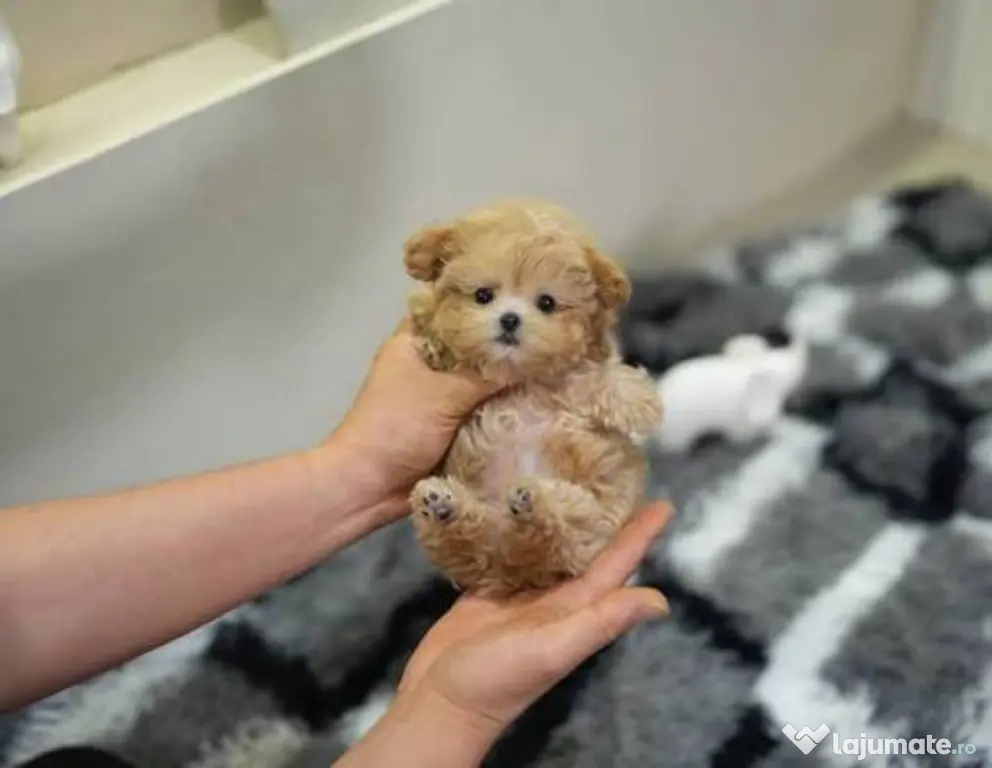maltipoo Korea Cappucino pudel caniche mini toy