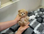 maltipoo Korea Cappucino pudel caniche mini toy 