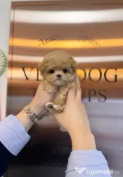 maltipoo Korea Cappucino pudel caniche mini toy 