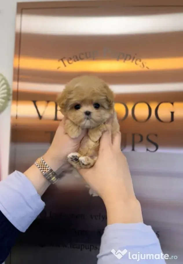 maltipoo Korea Cappucino pudel caniche mini toy