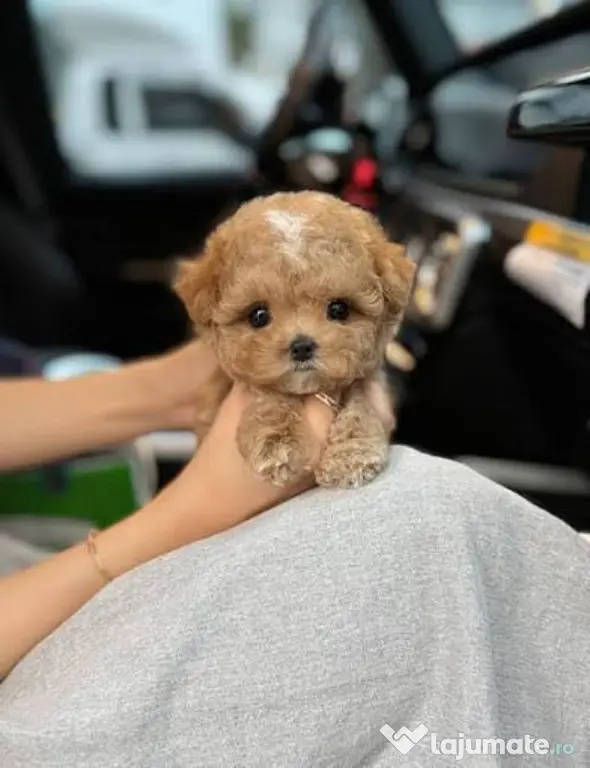 maltipoo Korea Cappucino pudel caniche mini toy