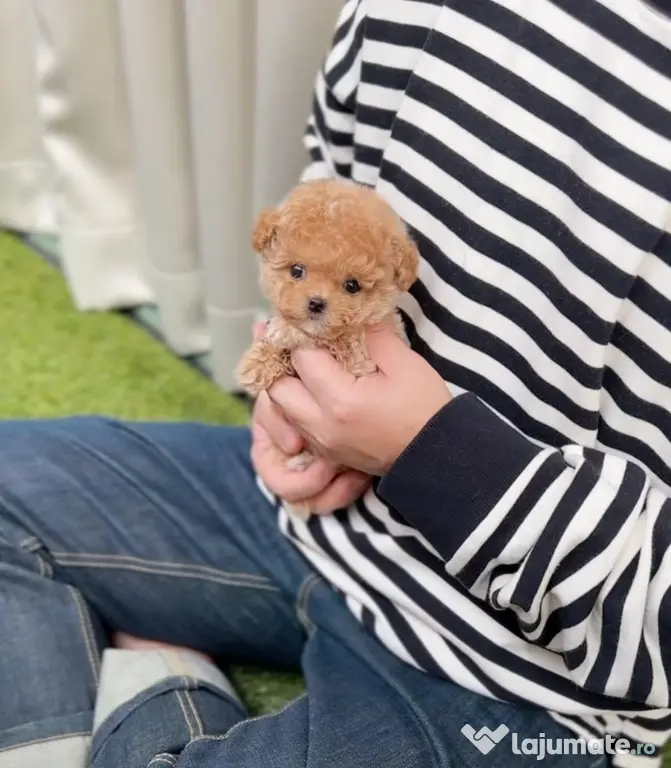 maltipoo Korea Cappucino pudel caniche mini toy