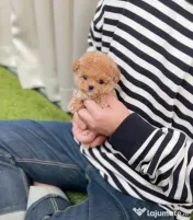 maltipoo Korea Cappucino pudel caniche mini toy 