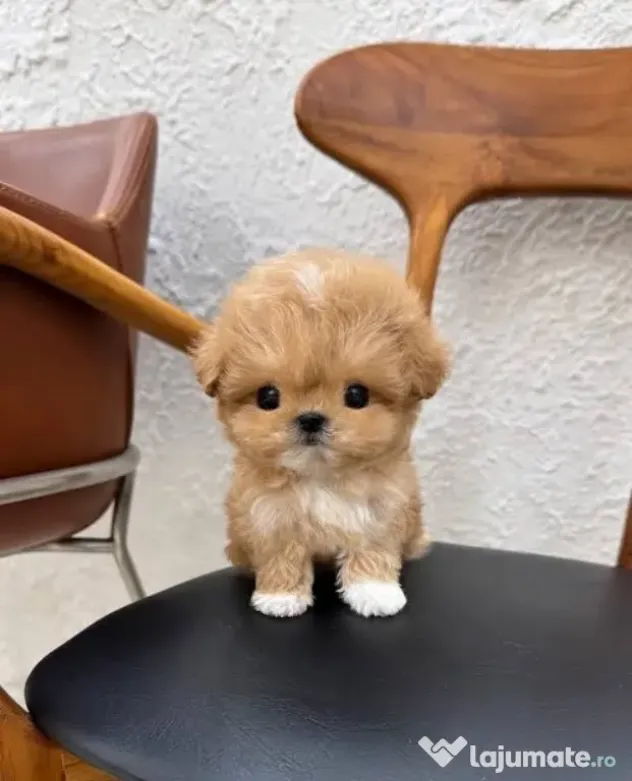 maltipoo Korea Cappucino pudel caniche mini toy