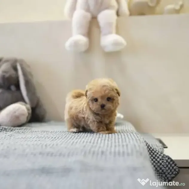 maltipoo Korea Cappucino pudel caniche mini toy