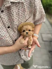 maltipoo Korea Cappucino pudel caniche mini toy 