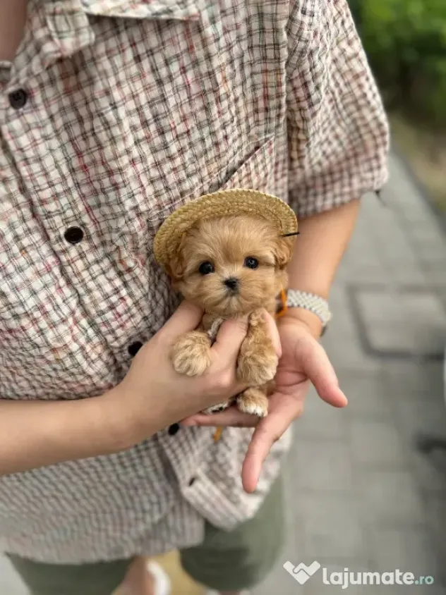 maltipoo Korea Cappucino pudel caniche mini toy