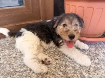 2 Fetițe Fox Terrier