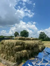 Baloți de lucerna prima coasă