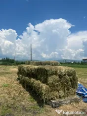 Baloți de lucerna prima coasă