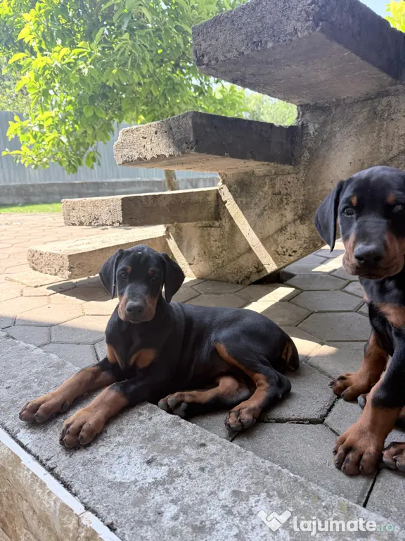 Pui Doberman