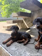 Pui Doberman