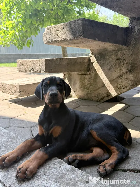 Pui Doberman