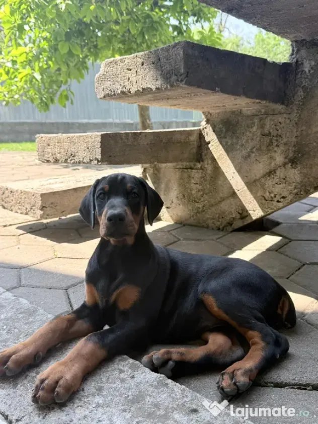 Pui Doberman