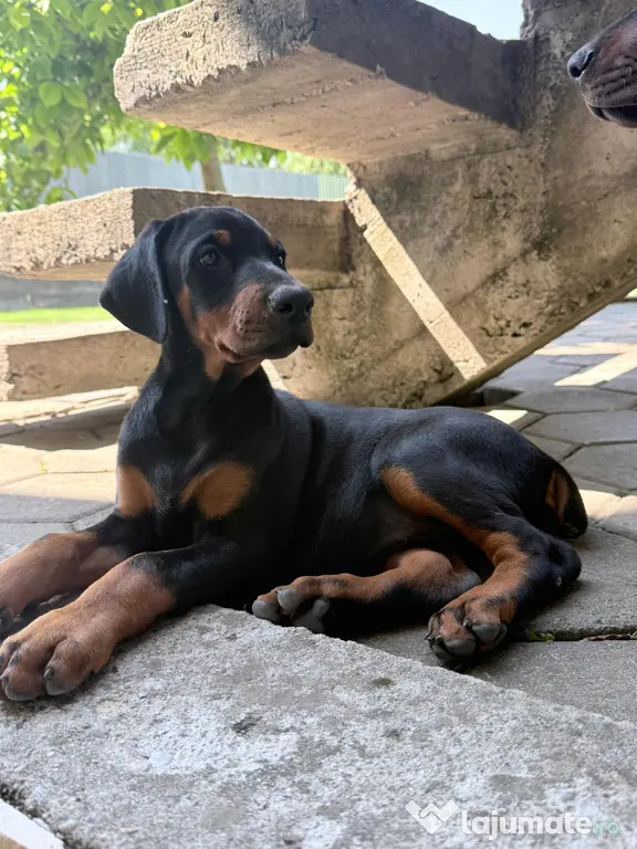 Pui Doberman