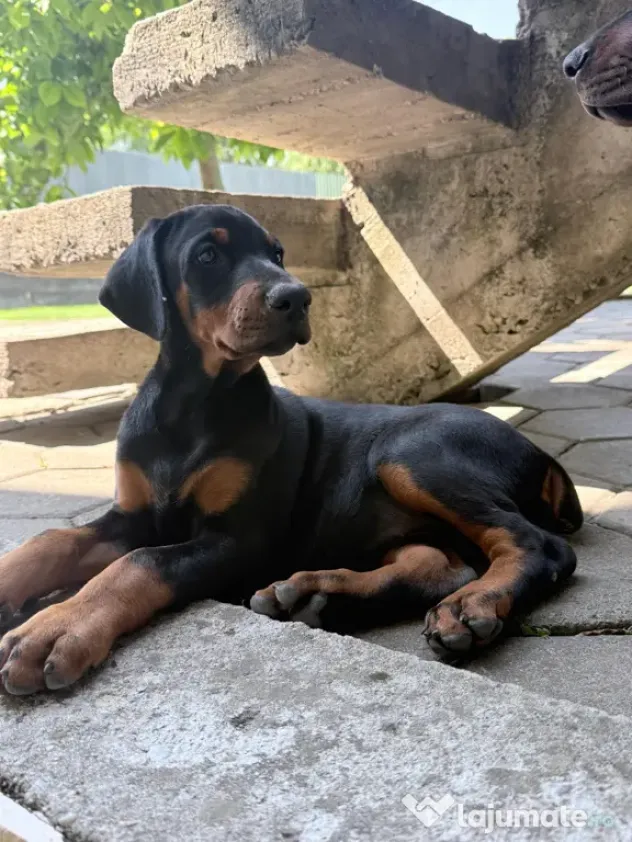 Pui Doberman