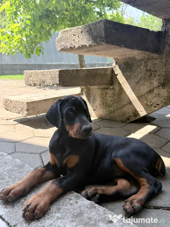 Pui Doberman