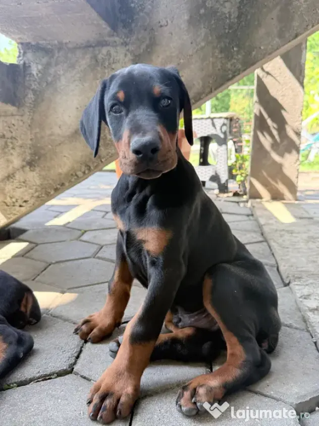Pui Doberman