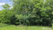 Domeniu rural, gospodarie/multifunctionala cu casa, livad... 