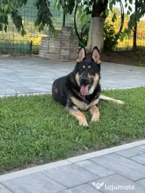 Catelusi ciobanesc german