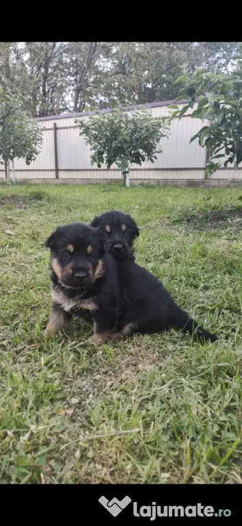 Catelusi ciobanesc german