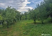 Teren intravilan 1400mp-Albota! 