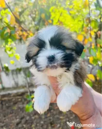Bichon havanez 2 luni femela