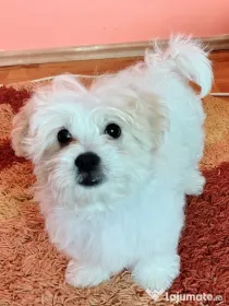 Bichon Maltez.9 lunițe.Fetita foarte jucăușă caută o familie iubitoare!🥰