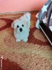 Bichon Maltez.9 lunițe.Fetita foarte jucăușă caută o familie iubitoare!🥰