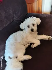 Bichon Maltez.9 lunițe.Fetita foarte jucăușă caută o familie iubitoare!🥰