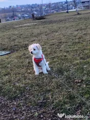 Bichon Maltez.9 lunițe.Fetita foarte jucăușă caută o familie iubitoare!🥰