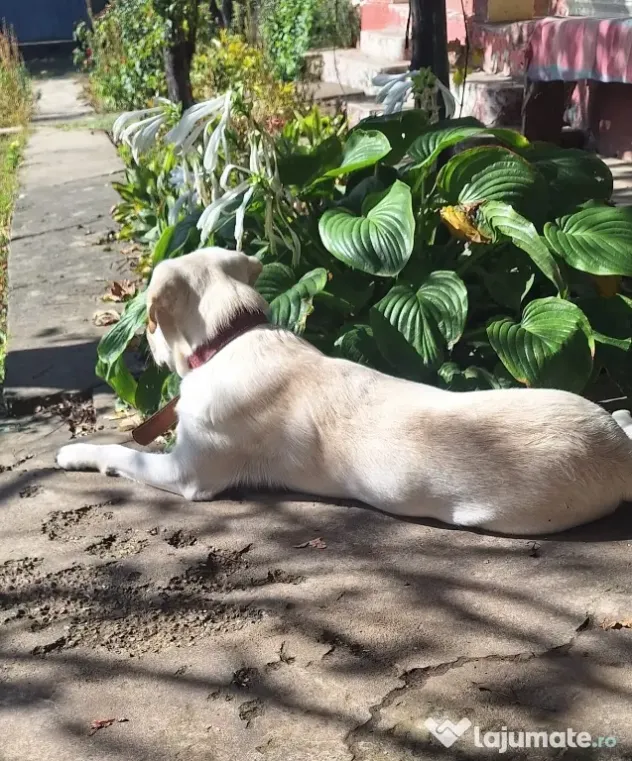 OFERTA! Labrador Retriever, baietel, la un pret modest