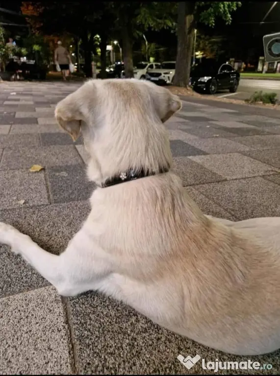 OFERTA! Labrador Retriever,baietel, pret 600 de lei