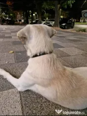 OFERTA! Labrador Retriever,baietel, pret 600 de lei