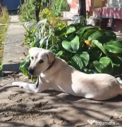 OFERTA! Labrador Retriever,baietel, pret 600 de lei
