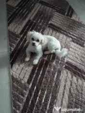 Vând bichon maltez