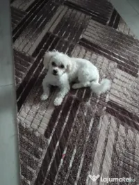 Vând bichon maltez 