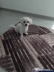 Vând bichon maltez