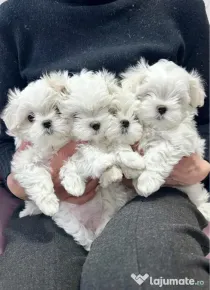 Bichon Maltese mini toy