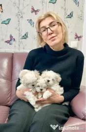 Bichon Maltese mini toy 