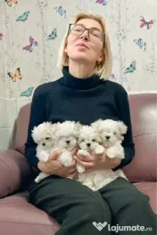 Bichon Maltese mini toy 