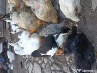 Vând 8 rate tinere ouătoare zilnic 100 Ron  bucata și 3 rățoi tineri 130 Ron ... 