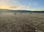 Baloți vanzare fân și lucernă