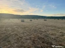 Baloți vanzare fân și lucernă