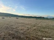 Baloți vanzare fân și lucernă