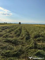 Baloți vanzare fân și lucernă