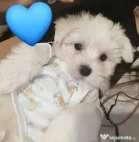 Bichon maltez mini toy mascul