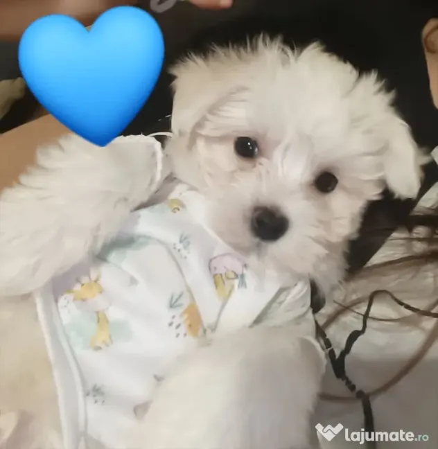 Bichon maltez mini toy mascul