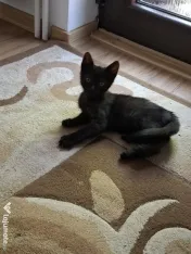 Donez trei pui de pisica 