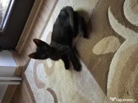 Donez trei pui de pisica